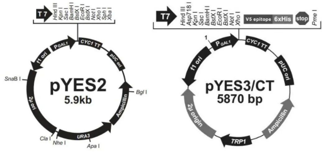 Figure 10 Schematic representation of pYES2 and pYES3/CT plasmids. 