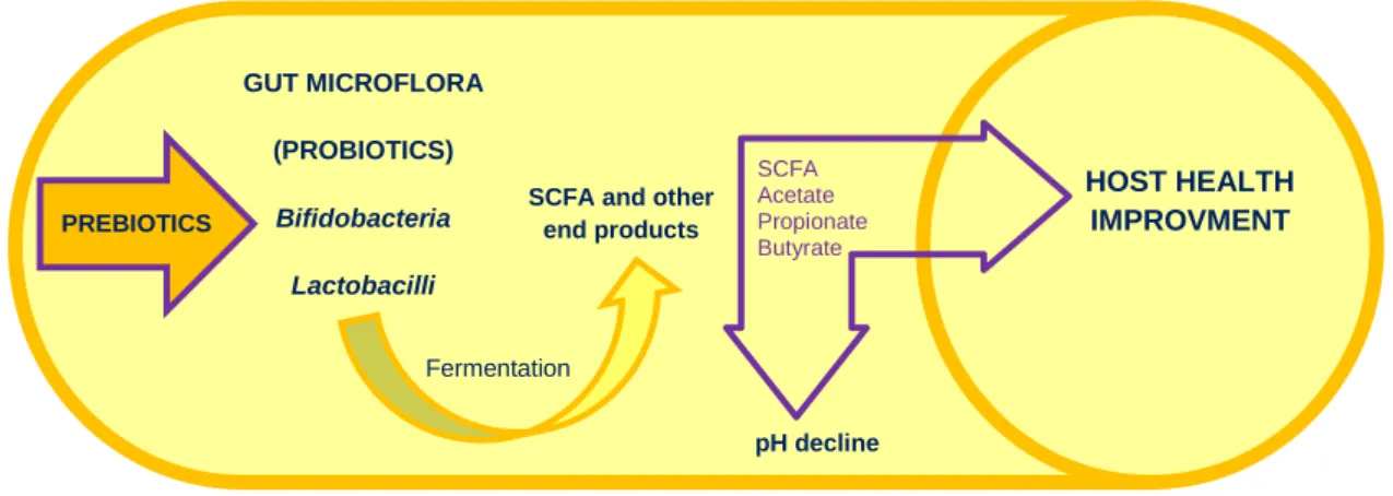 Figure 4 - General process of colonic fermentation by symbiotics. Prebiotics compounds are food source for probiotic  microorganisms, which produce SCFA that contribute to host health improvement (Adapted from Huazano-García &amp; 