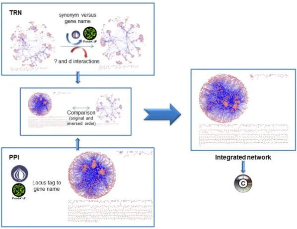 Figure 4: Description of the pre-processing treatment performed to each network and posterior network integration