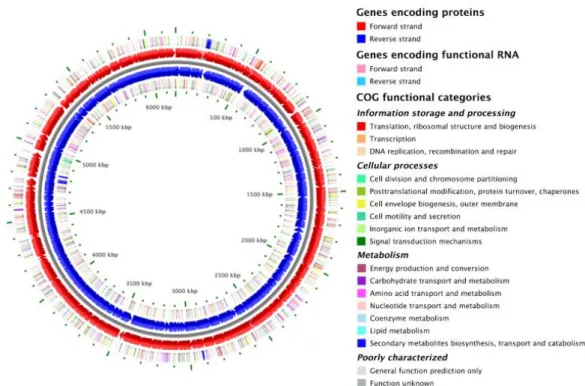 Figure 1 - Circular representation of the Pseudomonas putida KT2440 genome (Stothard et al