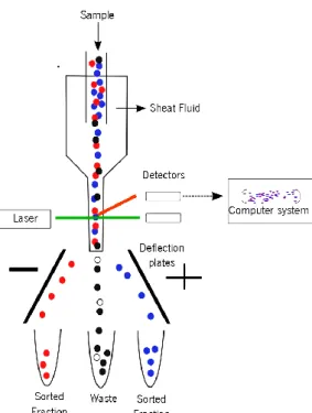 Figure 3 - Schematic diagram of a flow cytometer, showing the fluid sheath, laser, detectors, deflection plates and  computer system