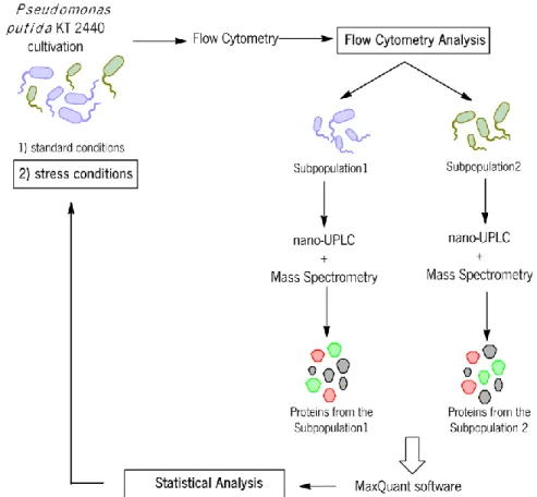 Figure 8 - Work methodology, showing the main steps from the overall project. The rectangles represent the work  developed in this thesis