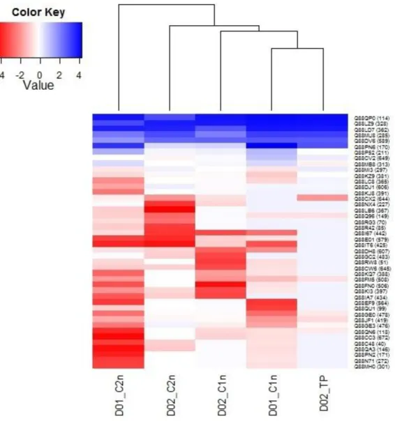 Figure 12 - Heat Map of up- and down-regulated differentially expressed proteins found in the samples D01_C1n,  D01_C2n, D02_C1n, D02_C2n