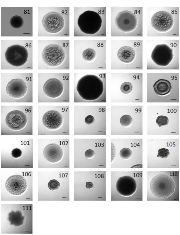 Figure 10: Full dataset of images used in this thesis work.  