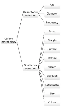 Figure 11: Colony Morphology according to http://miabie.org. 