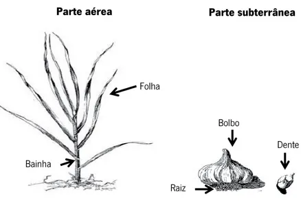 Figura  2:  Morfologia  de  uma  planta  de  alho  ( A.  sativum )  (adaptado  de  Department of agriculture, forestry and fisheries, 2010)
