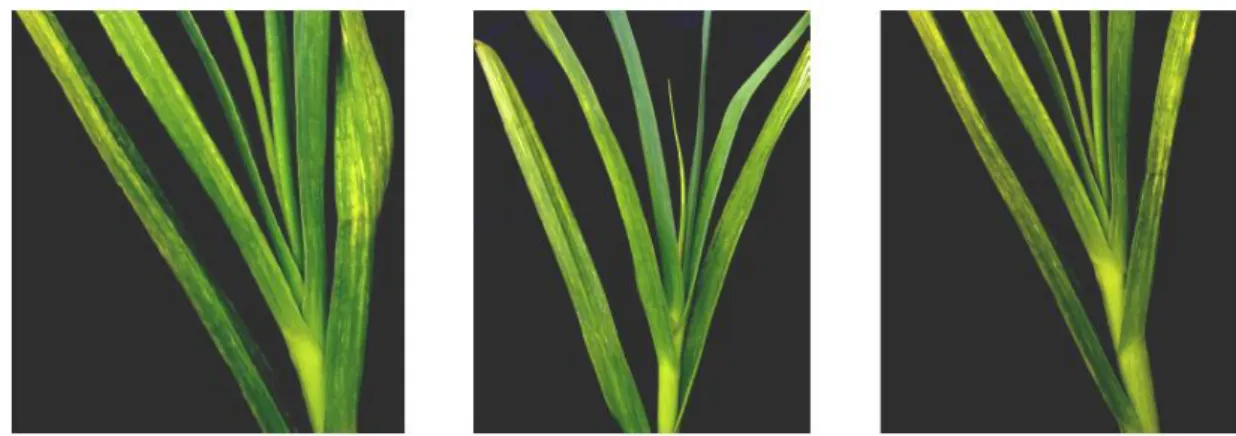 Figura 4: Plantas de alho colhidas no campo com sintomas de mosaico (Mituti, 2009). 