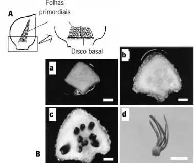 Figura  11:  A  -  Estrutura  interna  de  um  dente  de  alho  com  relevância para o explante utilizado na cultura de discos basais; B -  Desenvolvimento  progressivo  de  uma  plântula  a  partir  do  disco  basal: a - 1 dia após a inoculação; b - estru