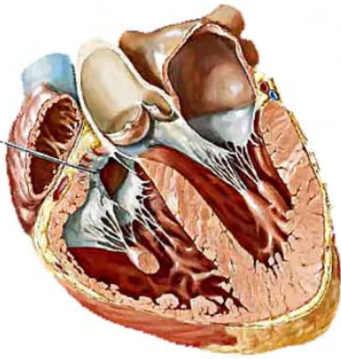 Figure 1.1: Netter’s image of the heart with LV on the right [2].