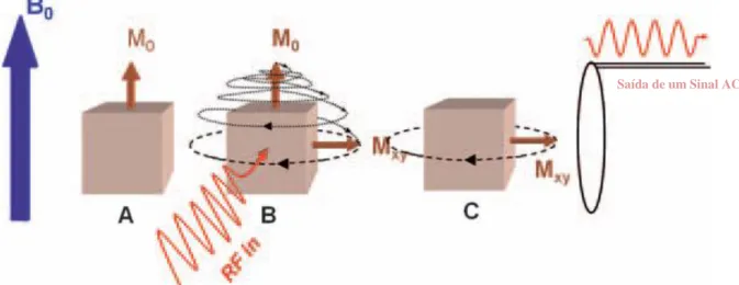 Figura 7 – A) Quando colocado num local com um campo magnético forte estático, a  magnetização no tecido, M 0,  é induzida em um vóxel de tecido