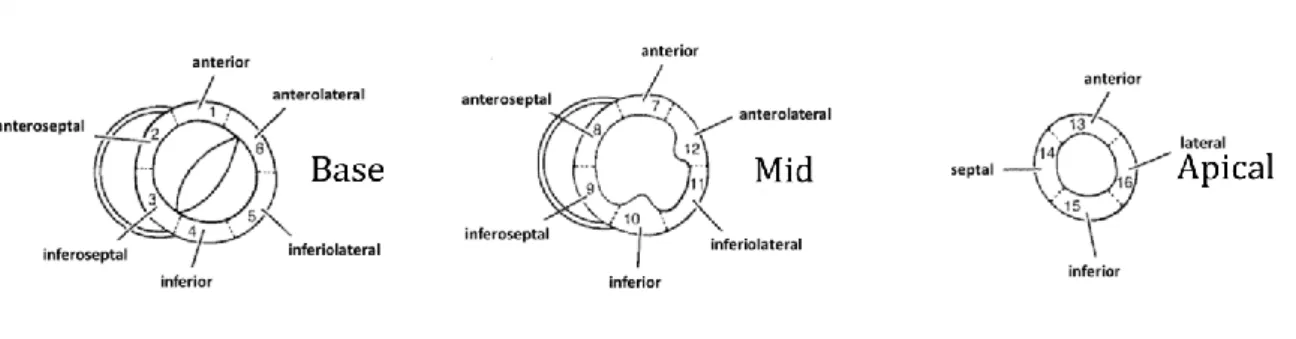 Figure 3.18 – Definition of the segments in the basal, mid and apical slice [111]. 