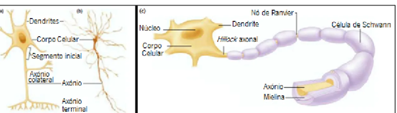 Figura 3.1 – a) Representação esquemática de um neurónio b) Neurónio observado por um  microscópico c) Neurónio mielinizado