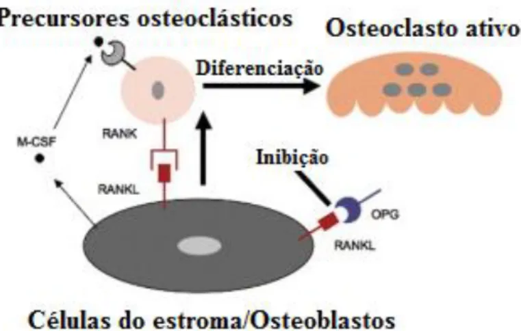 Figura 2.8 – Esquema do processo de diferenciação dos osteoclastos. Adaptado de [68]. 