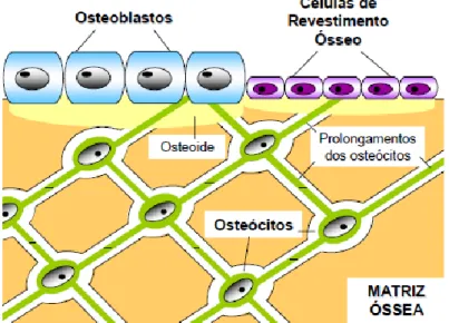 Figura 2.10 – Esquema representativo da distribuição e localização na matriz óssea das células da linha  osteoblástica