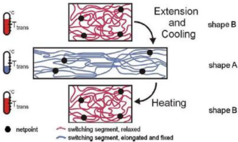 Figure I.3 - Molecular mechanism of the thermally induced shape-memory effect (T trans  = thermal transition  temperature related to the switching phase)  35 