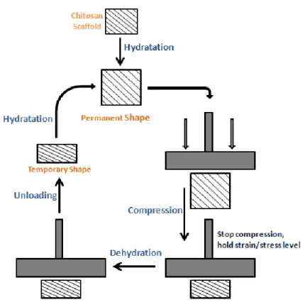 Figure II.1 - Schematic of the programming and recovery process of the SME. 