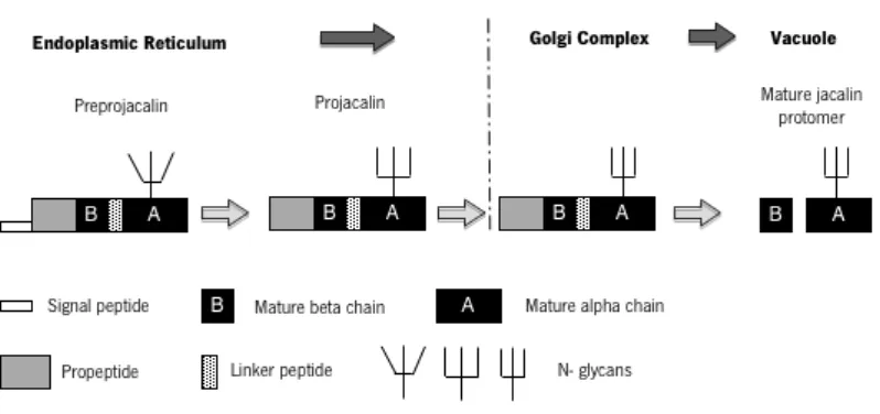 Figure  2.  Schematic  representation  of  molecular  structure,  biosynthesis  and  processing  of  “galactose-specific” 