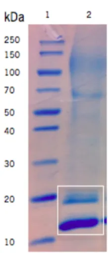 Figure 5. Expression of frutalin in  P. pastoris. Analysis of supernatants from methanol-induced cultures in a 12% 