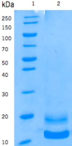 Figure 6. Purification of frutalin expressed in P. pastoris. Analyze of frutalin samples obtained from SEC purification  by Coomassie blue stained 12% SDS-PAGE