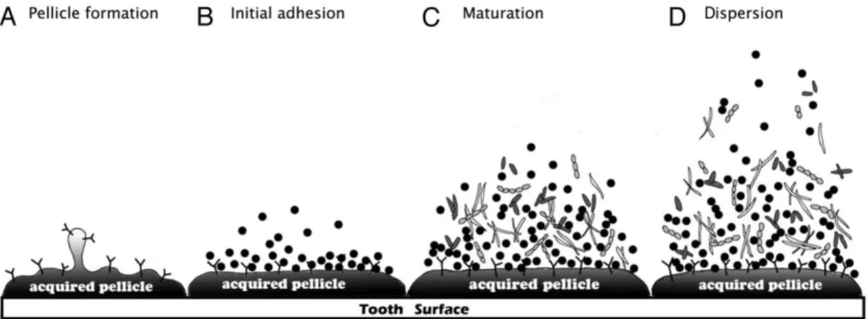 Figure  1  -  Oral  biofilm  formation.  A.  Pellicle  formation.  The  acquired  pellicle  is  a  thin  layer  that  consists  of  adsorbed  organic  molecules derived from the salivary glycoproteins attached to the tooth surface