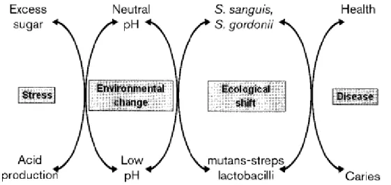 Figure 3 - Ecological plaque hypothesis and prevention of dental caries [10].