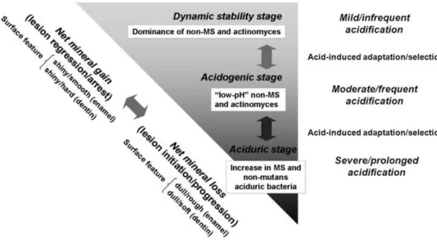 Figure 4 - Extended caries ecological hypothesis [20].