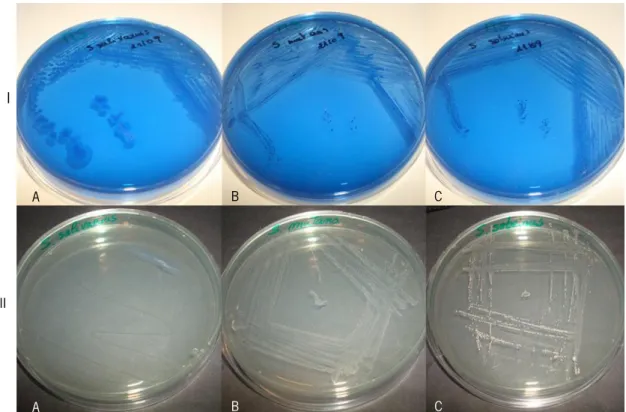 Figure 7: Growth on Mitis-Salivarius agar plates (I) and on Trypticase Yeast Cysteine Sucrose Bacitracin (TYCSB) plates (II)
