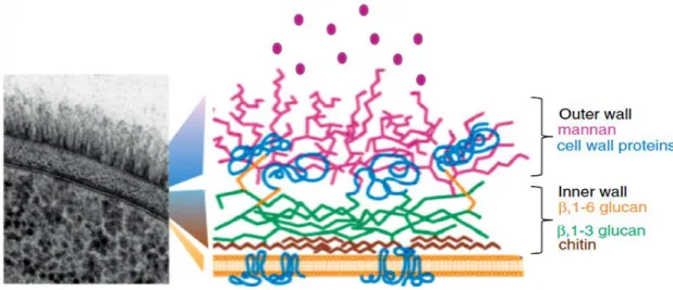 Figure 1.2 - A section of the C. albicans cell wall by transmission electron microscopy and scheme about the arrangement of the major components of cell  wall (19)