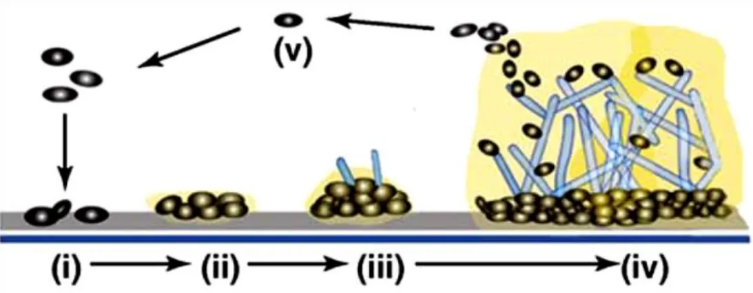 Figure 1.5 - Model of biofilm development in Candida albicans. Adapted from (37). 