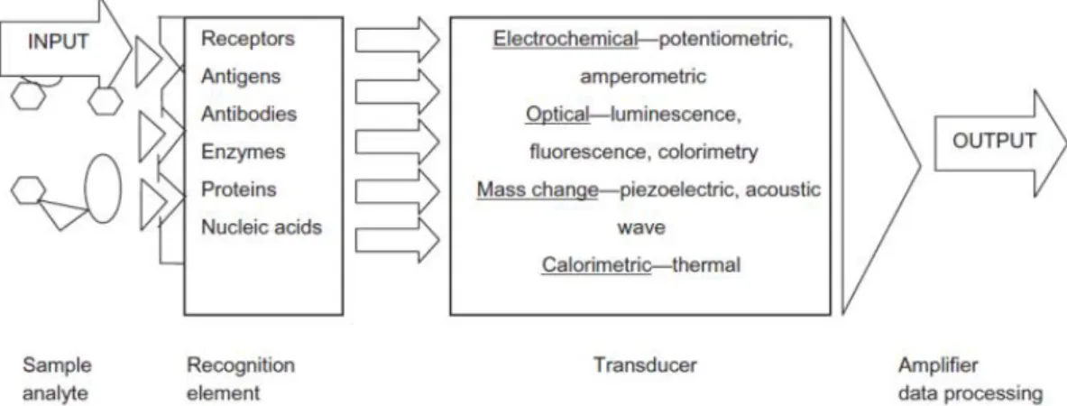 Figure 1 llustration of a biosensor functioning process. Taken from Bohunicky &amp; Mousa, 2010 