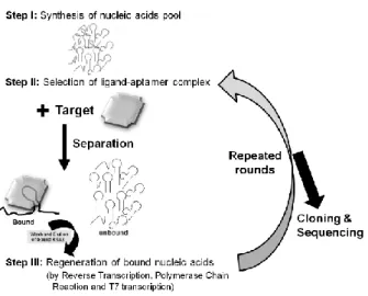 Figure 2 Isolation of aptamers using the SELEX procedure. Taken from Gopinath &amp; Fujimaki, 2012   