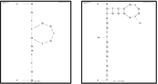 Figure 3 Schematic representation of the G-quartet of (a) TBA1 and (b) TBA2 (by  Mfold web server) 