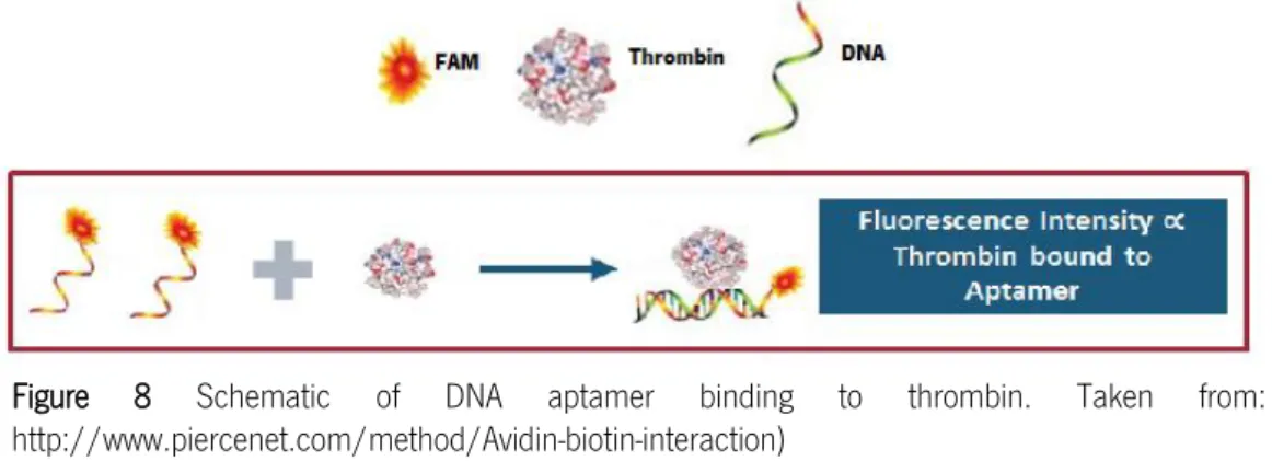 Figure  8  Schematic  of  DNA  aptamer  binding  to  thrombin.  Taken  from: 