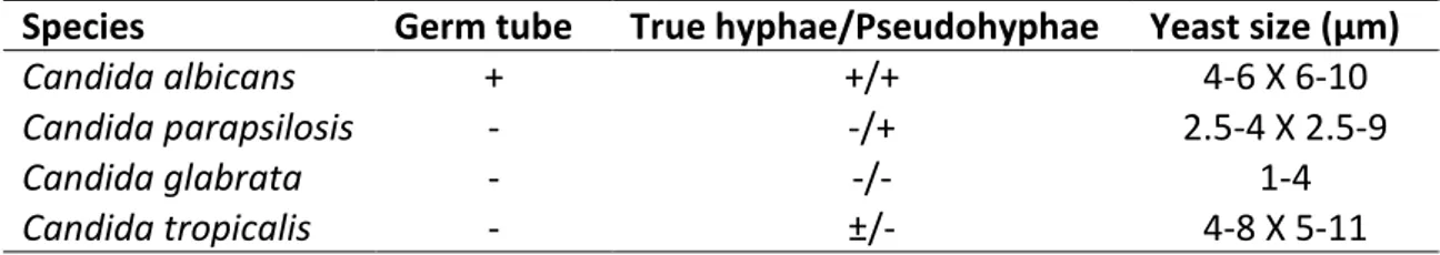 Table 1.2 – Morphologic characteristics of Candida species (adapted from Calderone,  2002) 