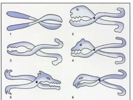 Figura 6 - Vários designs descritos na literatura de fórceps odontológicos [2]. 