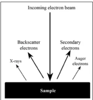 Figure   28:   Signals   generated   by   the   incidence   of   the   electron   beam   on   the   sample   surface