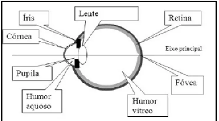 Figura 01. Descrição do olho humano. 