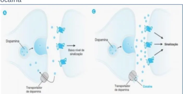 Figura 5 - Inibição de neurotransmissores pela molécula de  cocaína 