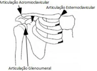 Figura 2.8 - Articulações que constituem a cintura escapular {adaptado de [13]}.