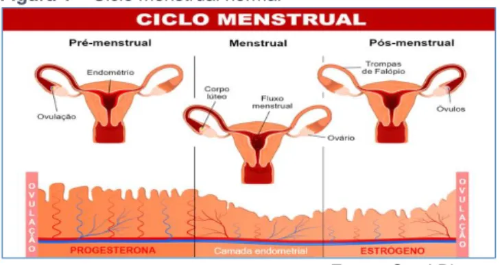 Figura 1 – Ciclo menstrual normal 