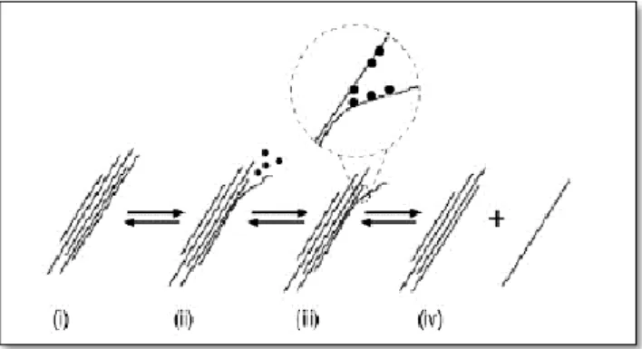 Figura  3  -  Mecanismos  de  separação  dos  nanotubos  de  carbono em uma dispersão estabilizada com tensoativo 