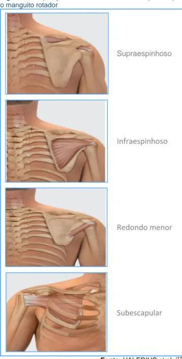 Figura 1 - Disposição anatômica dos músculos que compõe  o manguito rotador 