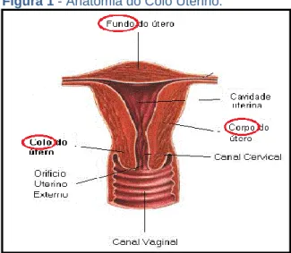 Figura 1 - Anatomia do Colo Uterino. 