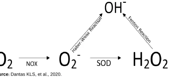 Figure 2 - Production of reactive oxygen species (ROS). NADPH oxidase acts as an  electron donor, forming the superoxide anion (O 2 - )
