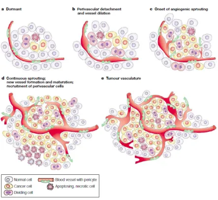 Figure   2:   Onset   of   the   angiogenic   switch   depends   on   the   nature   of   the   tumor   and   its   microenvironment
