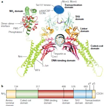 Figure    5:    Signal    Transducer    and    Activator    of    Transcription    structure