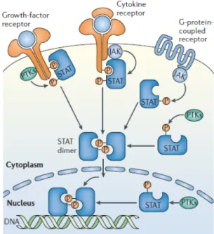 Figure    6:    STAT    tyrosine    phosphorylation    by    receptor    and    non-­‐