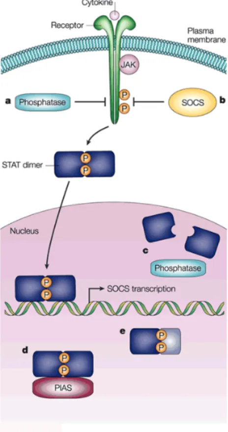 Figure   7:   Regulation   of   JAK-­‐STAT   signalling      