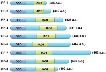 Figure   8:   Illustration   of   human   IRF   family   members.   Image   withdrawal   from   Yanai   et   al   (2012)