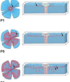Figure   9:   Schematic   representation   of   retinal   development.   Sprouting    occurs   toward   the   periphery   in   the   primary   plexus   (P1   and   P5,   arrows),    subsequently   sprouts   into   deeper   layers   (P8) 70    